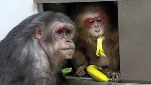 Monkeys in Oxfordshire lab