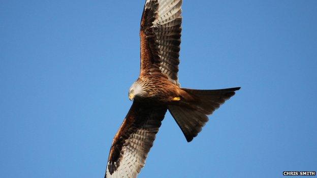 Red kite