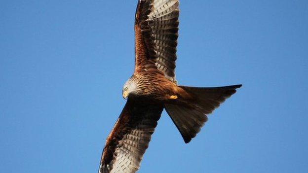 Red Kite