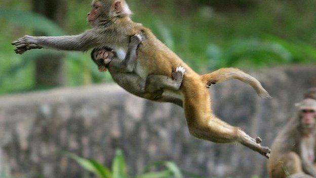 Macaque monkeys are considered sacred by Hindus, who often feed them