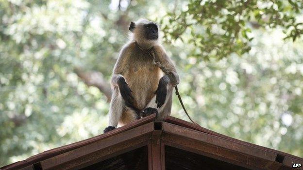 A langur monkey waits for its handler while a juvenile plays on the roof of a cabin at Parliament house in New Delhi on August 1, 2014.