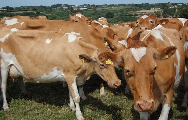 Guernsey cows