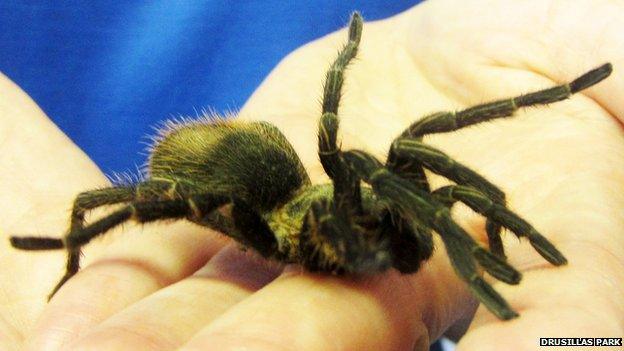 The Peruvian Green Velvet tarantula