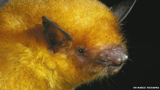 Myotis midastactus specimen (previously identified as Myotis simus)