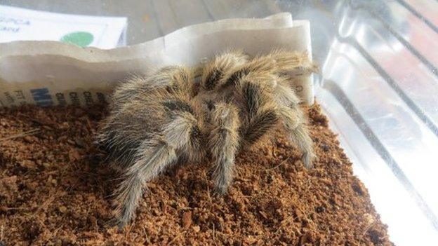 Incy the tarantula