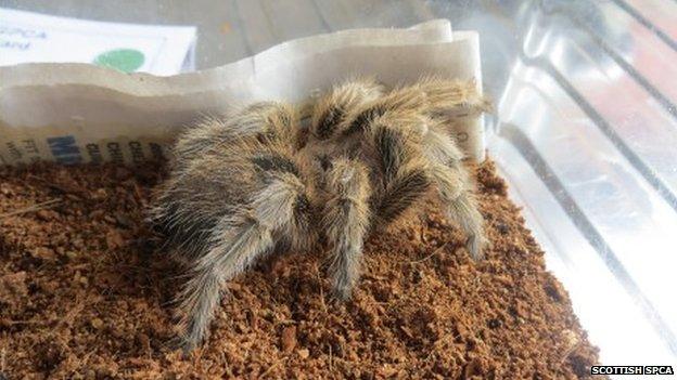 Incy the tarantula