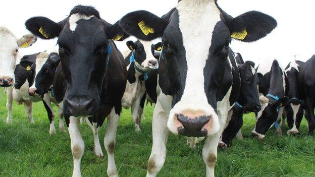 Dairymaster cows in a field