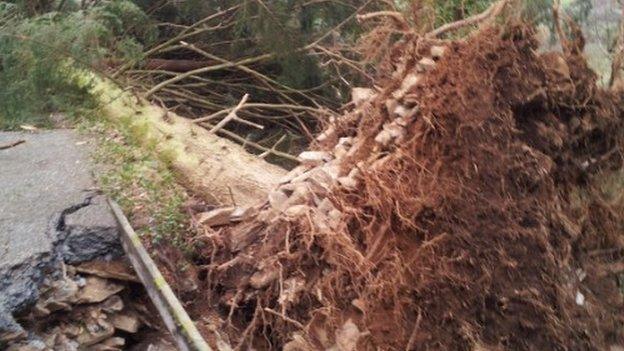 An uprooted tree