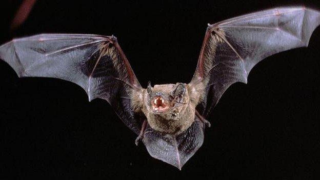 Noctule bat