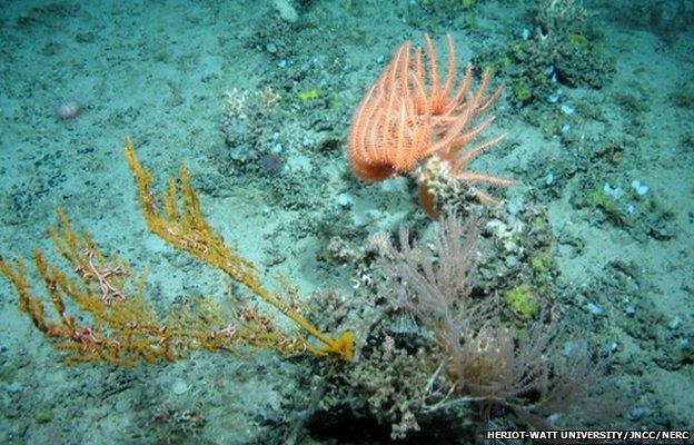 Corals on the Hebrides Terrace Seamount