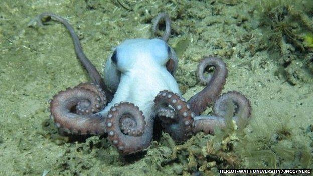 Octopus