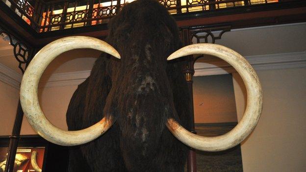 Ipswich Museum woolly mammoth