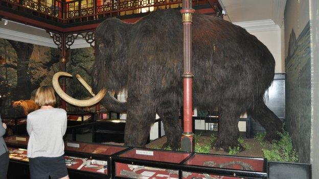 Woolly mammoth, Ipswich Museum