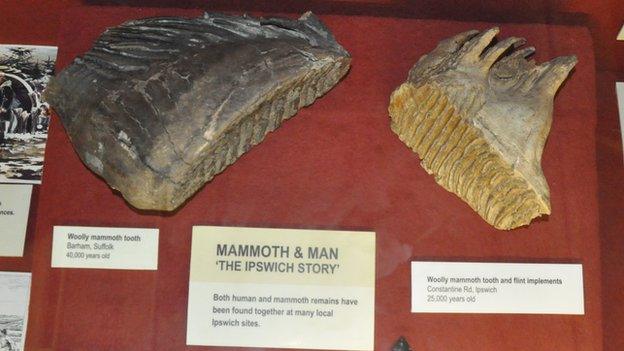 Woolly mammoth teeth, Ipswich Museum