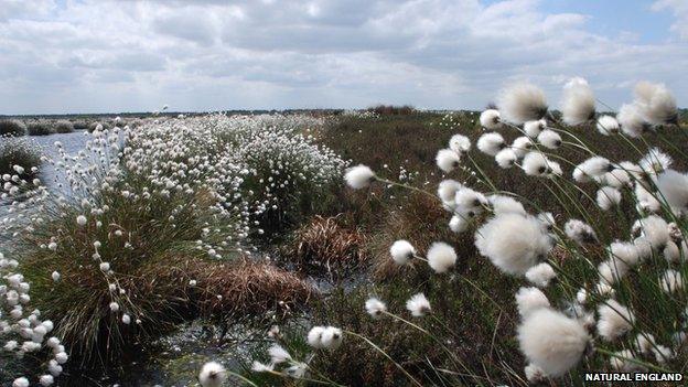 Cotton Grass at Humberhead Peatlands