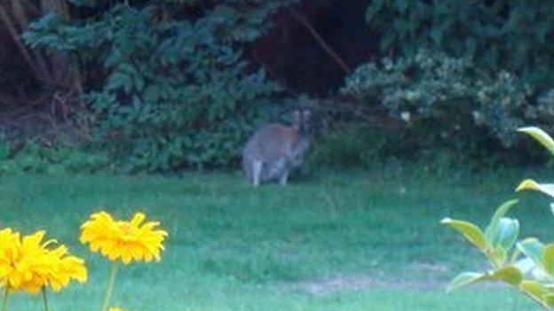 Wallaby