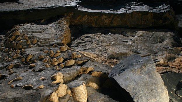 Orkney fossils