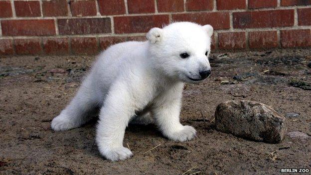 Knut