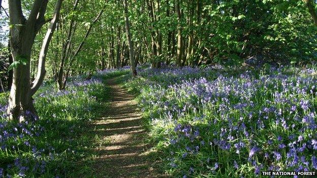 Bluebells in National Forest at Pear Tree Wood in Leicestershire