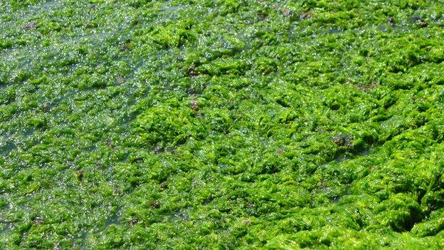 Sea lettuce