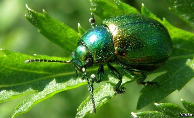 Tansy beetle