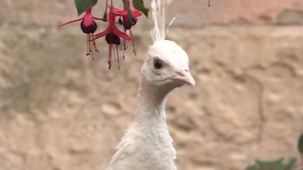 White peacock