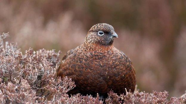 red grouse