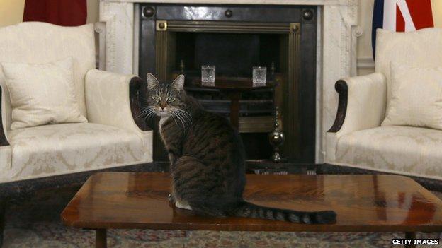 George Osborne's cat Freya