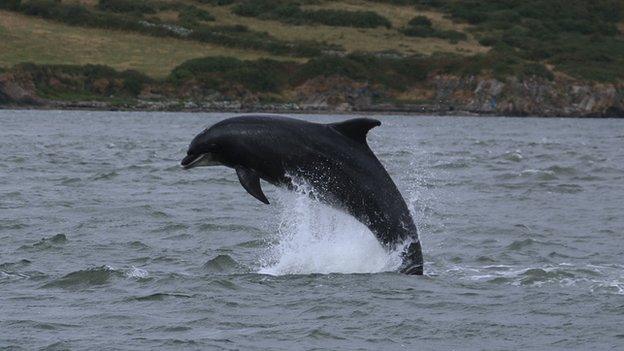 A bottlenose dolphin