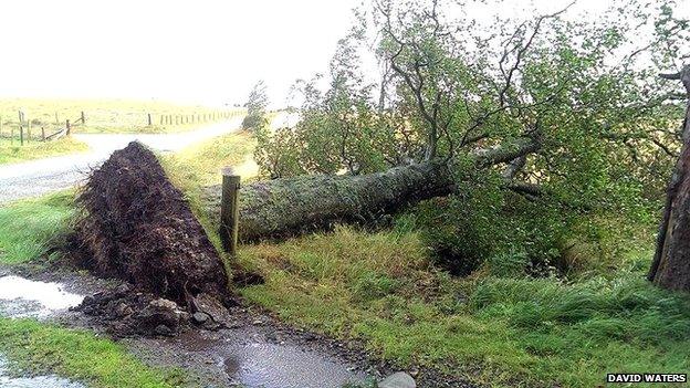 Tree down in Kildrummy