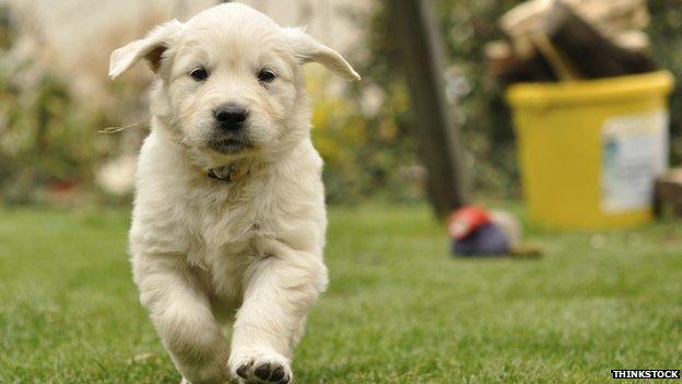 Golden retriever puppy