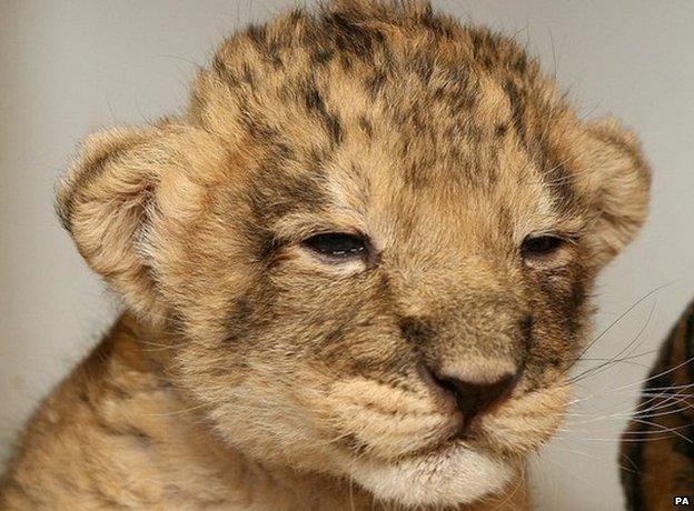 File photo of an Asiatic lion cub