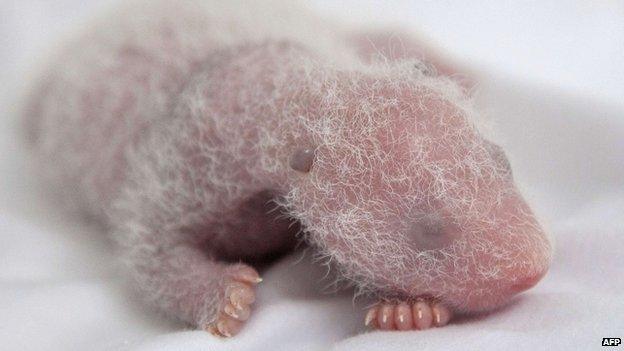 Panda cub with white hair all over.