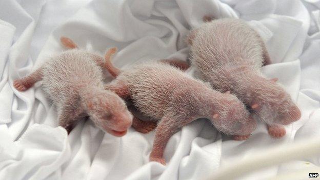 Newborn panda triplets.