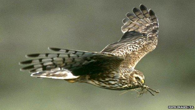 Hen harrier