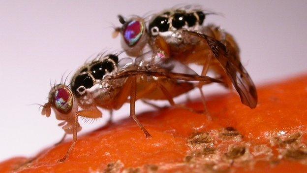 Genetically engineered fruit flies