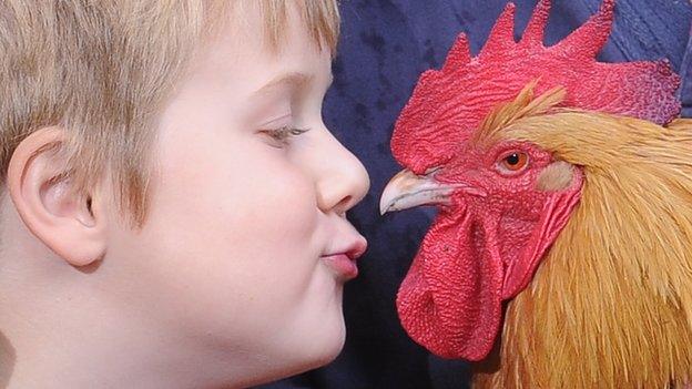 Taran Rees and Bomper the cockerel