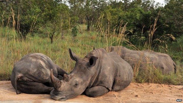 Rhinos resting in Kruger National Park south africa in August 12 2014