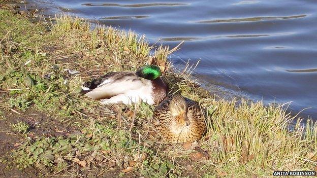 Mallards at Braunstone Park