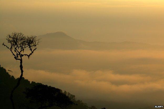 Tree upon a peak in Darien