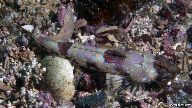 Pink dragonet in pink sea maerl bed