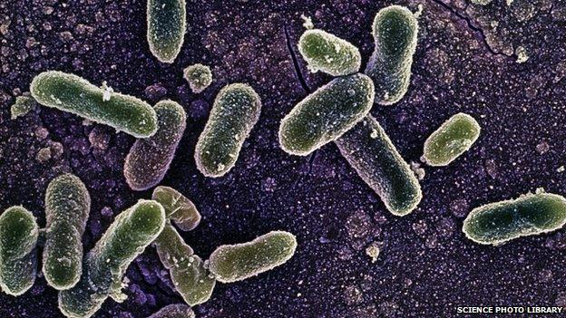 Salmonella Enteritidis bacterium