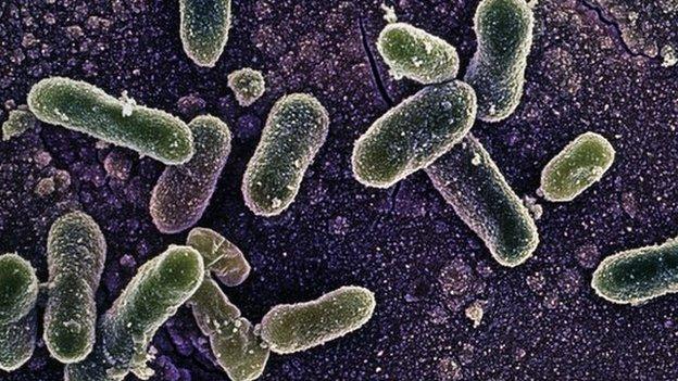 Salmonella Enteritidis bacterium