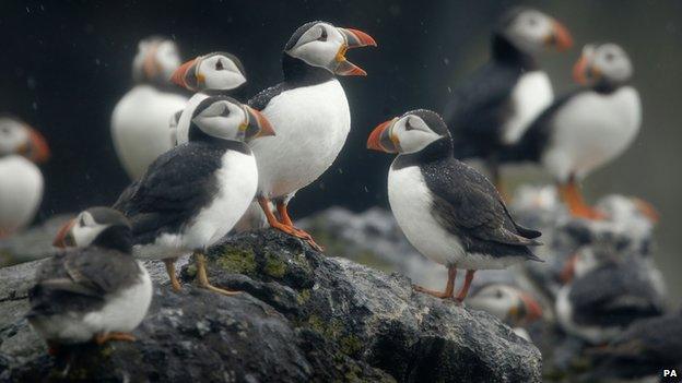 Puffins