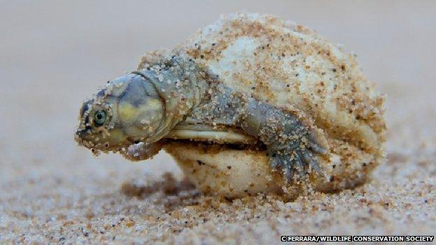 Turtle hatchling (c) C Ferrara/Wildlife Conservation Society