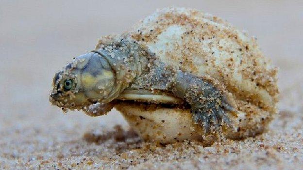 Turtle hatchling (c) C Ferrara/Wildlife Conservation Society