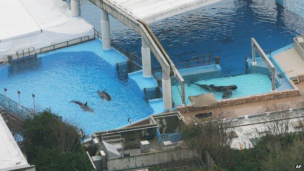 Killer whales swim in tanks at the SeaWorld park in Orlando, Fla. on Wednesday, Feb. 24, 2010