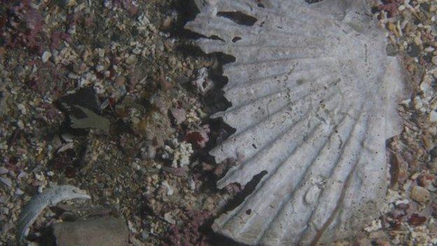 Scallop shell and sea maerl