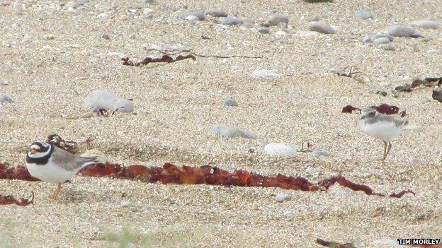 A ringed plover adult with a chick