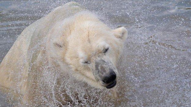 Polar bear Victor